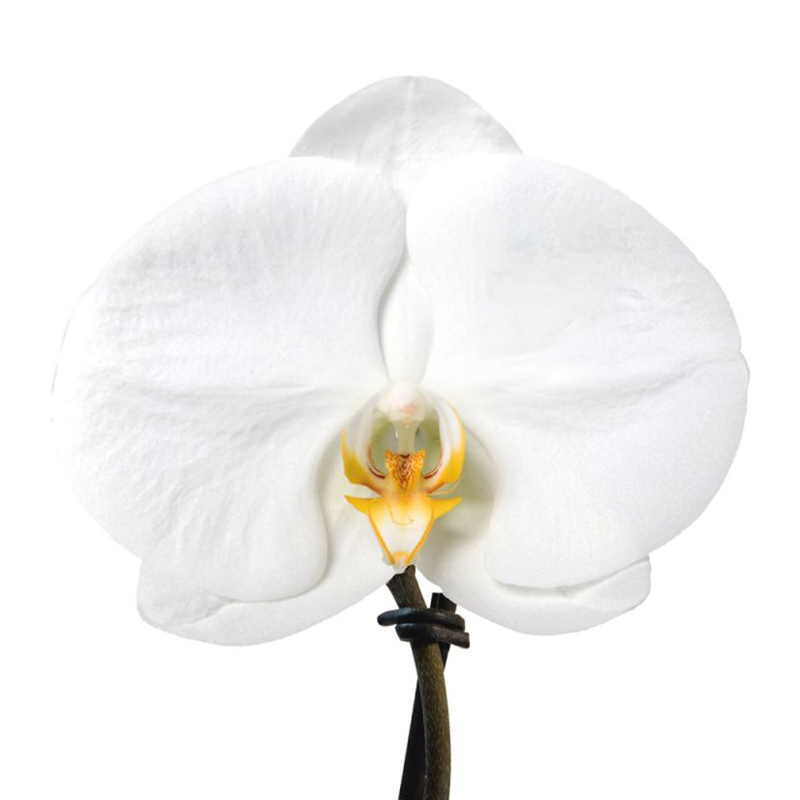 Orchidée Singolo - image 2